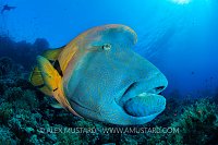Napoleon On Reef, Egypt