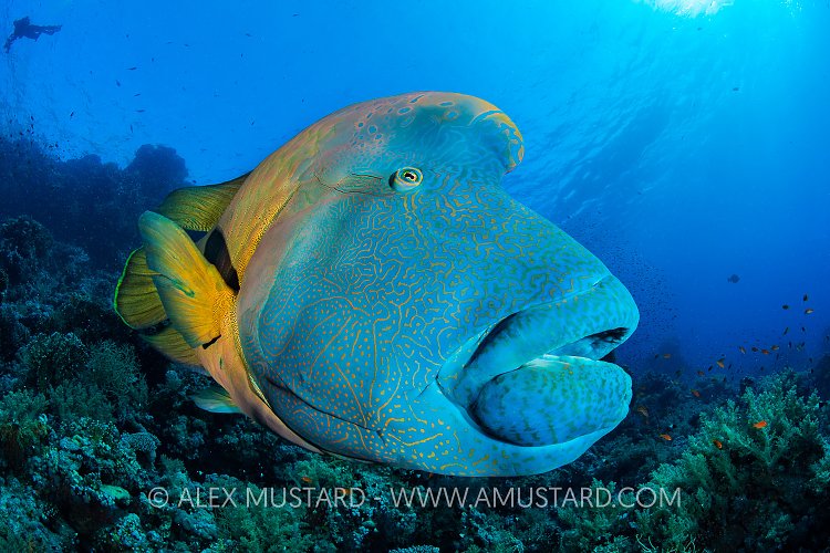 Napoleon On Reef, Egypt