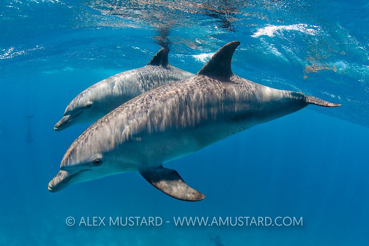 Bottlenose Pair, Egypt
