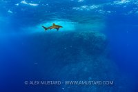 Oceanic At Elphinstone, Egypt