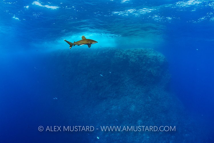 Oceanic At Elphinstone, Egypt