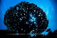 Table Coral Silhouette, Egypt