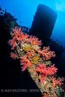 Soft Corals And Funnel, Egypt
