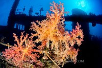 Soft Corals On Wreck, Egypt