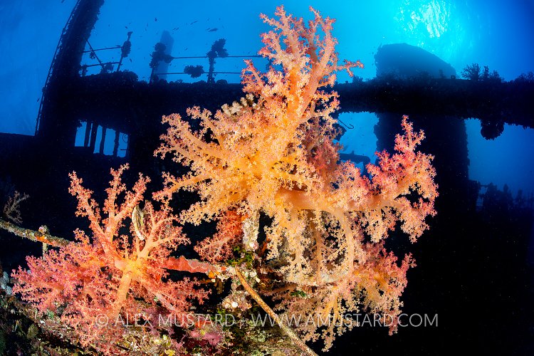 Soft Corals On Wreck, Egypt