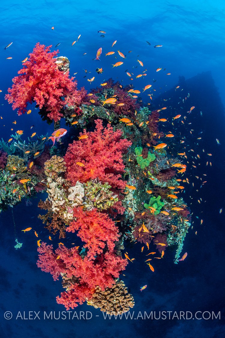 Reefy Wreck, Egypt