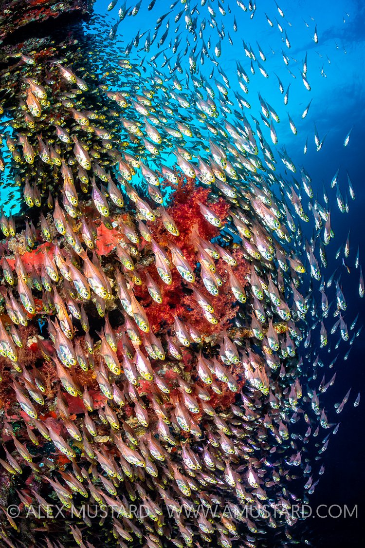 Glassfish And Soft Corals On Wreck, Egypt
