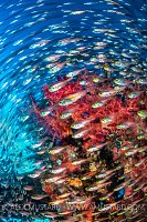 Sweeping Glass Fish, Egypt