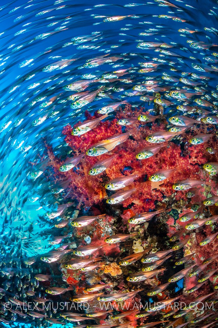 Sweeping Glass Fish, Egypt