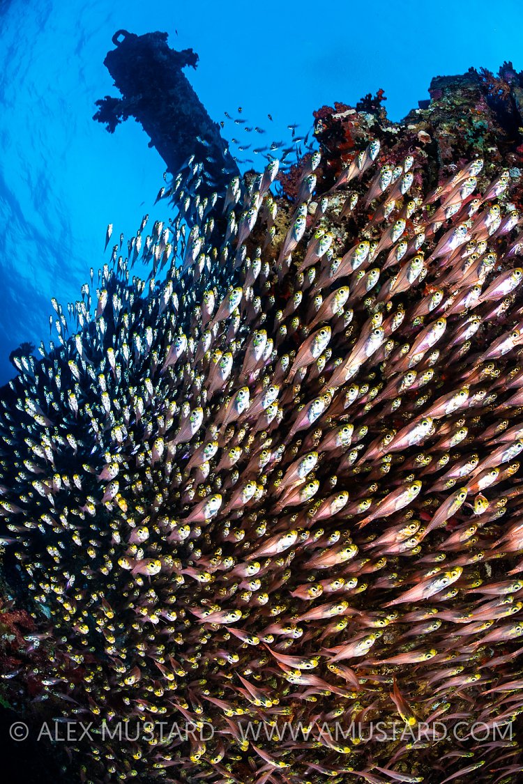 Glassfish On Wreck, Egypt