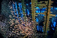 Glass Fish Schools In Wreck, Egypt
