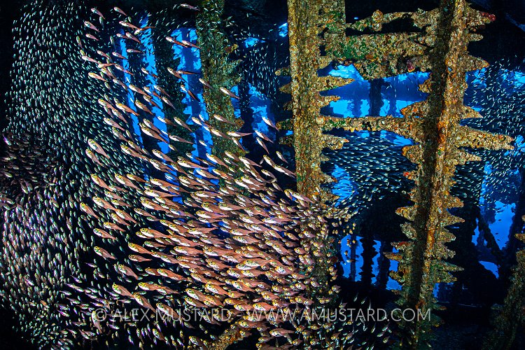 Glass Fish Schools In Wreck, Egypt