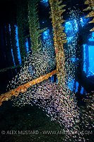 Glassfish In Carnatic Wreck, Egypt