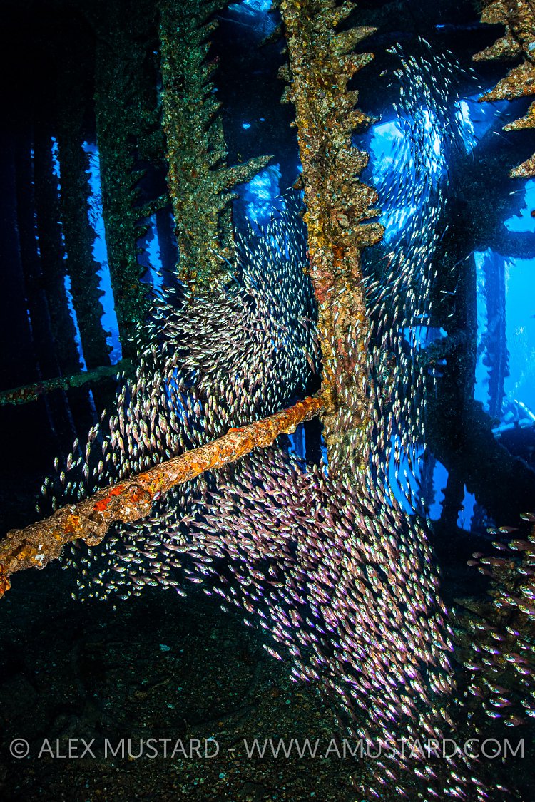 Glassfish In Carnatic Wreck, Egypt