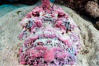 Stonefish In Sand, Egypt