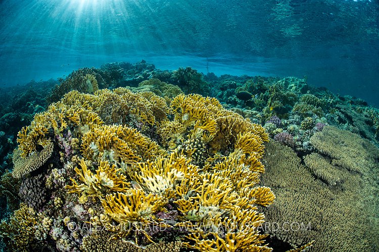 Corals With Sunburst, Egypt