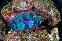 Sleeping Parrotfish, Egypt