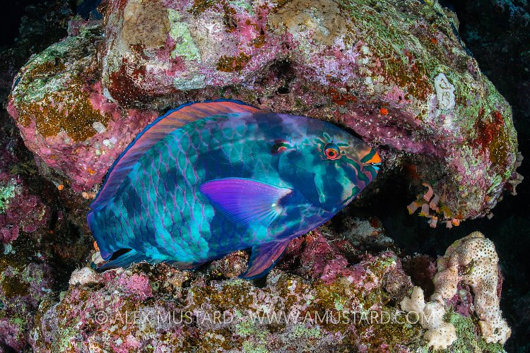 Sleeping Parrotfish, Egypt