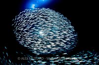 Mackerel Schooling At Night, Egypt