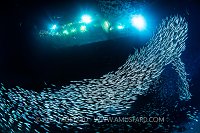 Mackerel Schooling At Night, Egypt