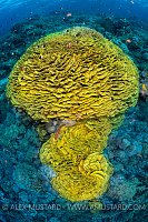 Yellow Lettuce Coral, Egypt