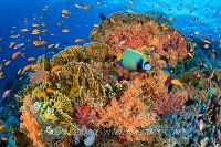 Colourful Reef Scene, Egypt