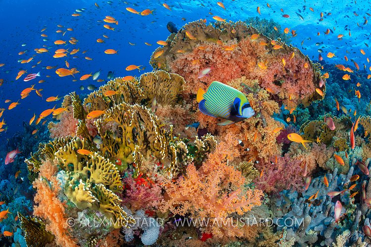 Colourful Reef Scene, Egypt