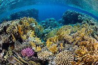 Coral Reef Shallows, Egypt