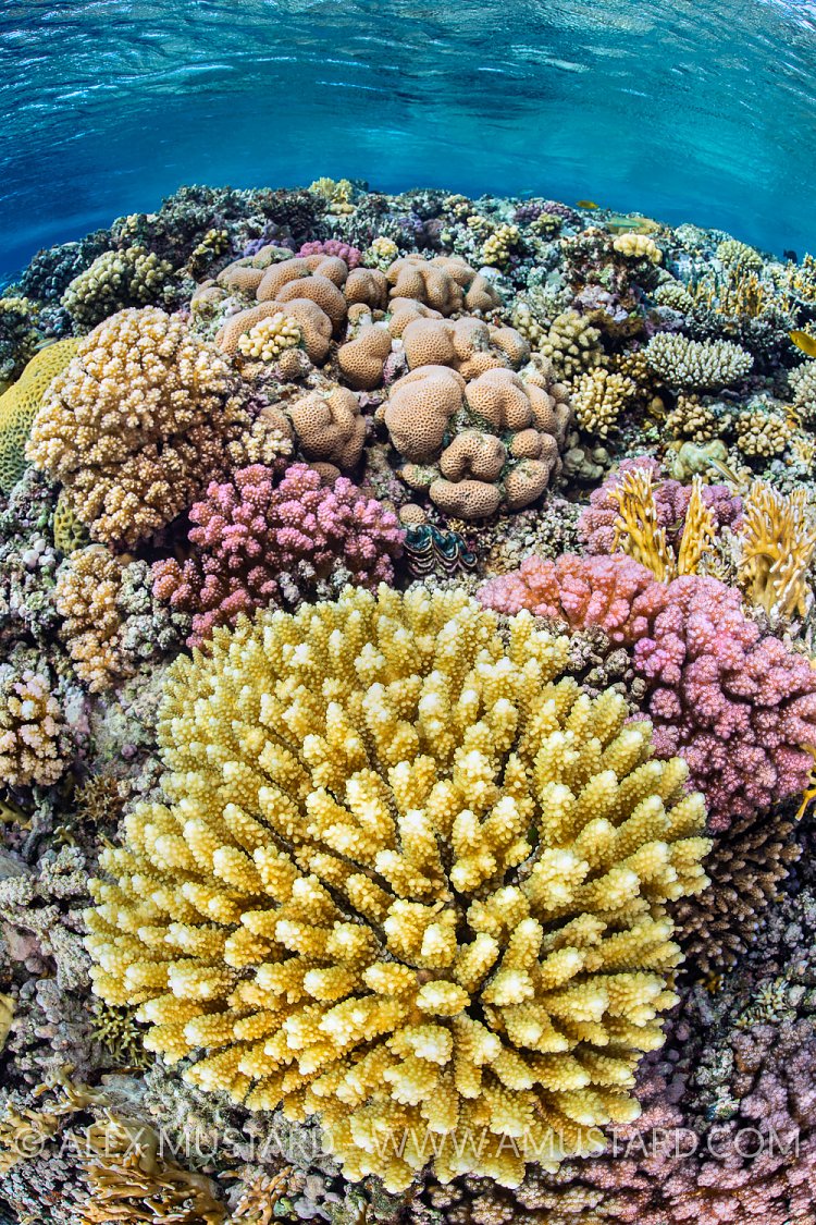 Hard Coral In Shallows, Egypt