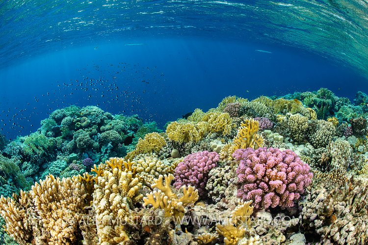 Coral Reef Shallows, Egypt