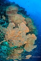 Huge Sea Fans, Egypt