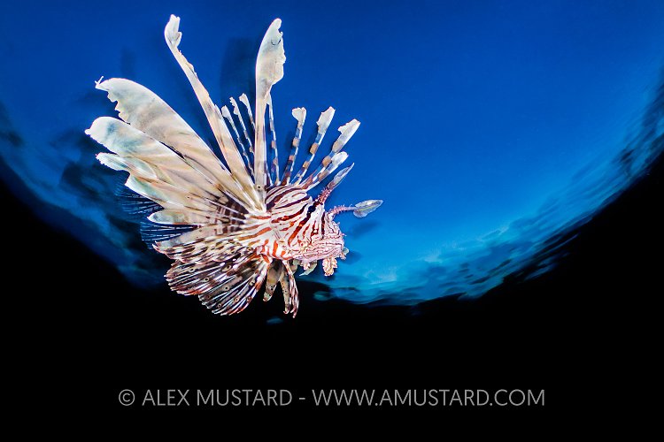 Lionfish At Dusk, Egypt