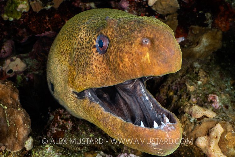 T-Rex Moray, Egypt