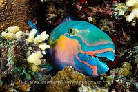Sleeping Parrotfish, Egypt