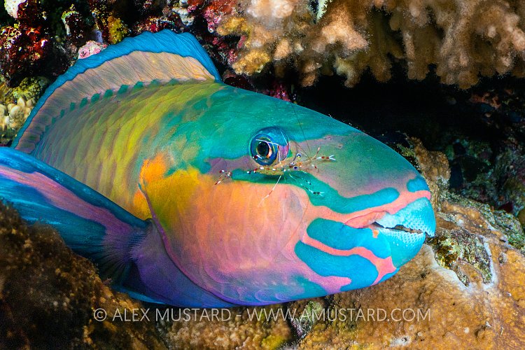 Sleeping Parrotfish With Shrimp, Egypt
