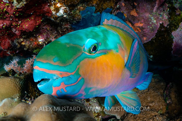 Sleeping Parrotfish, Egypt