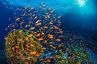 Anthias Swarm In Morning Sun, Egypt