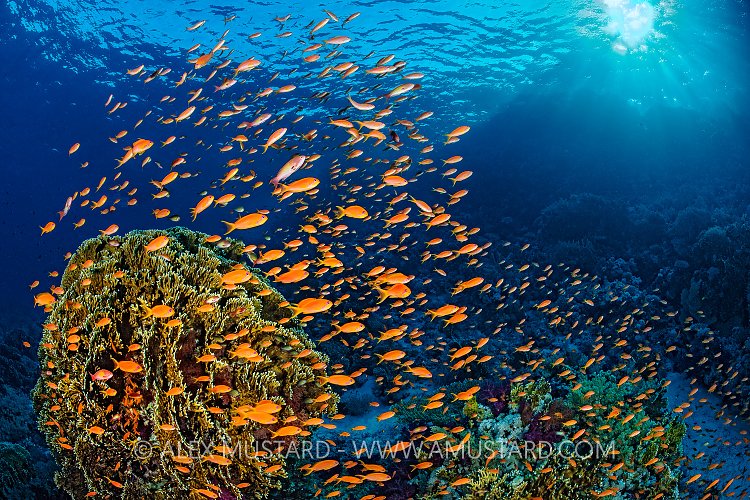 Anthias Swarm In Morning Sun, Egypt