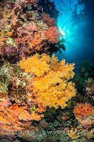 Soft Coral Scene, Egypt