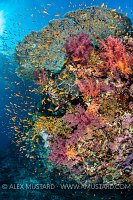 Red Sea Reef Scene, Egypt