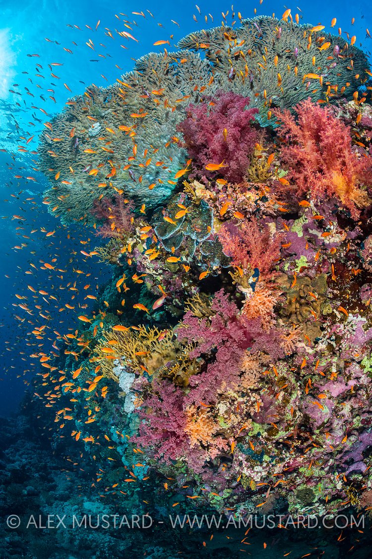 Red Sea Reef Scene, Egypt