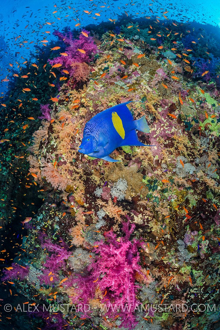 Angelfish On Reef, Egypt