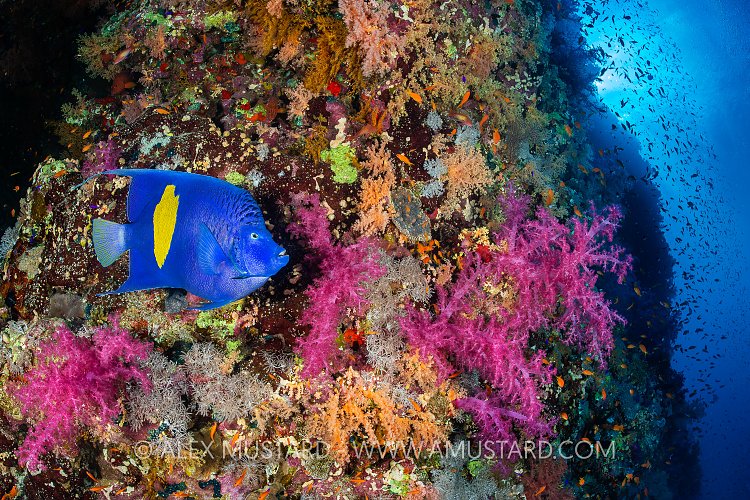 Angelfish And Pink Soft Corals, Egypt