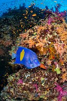 Angelfish On Reef, Egypt