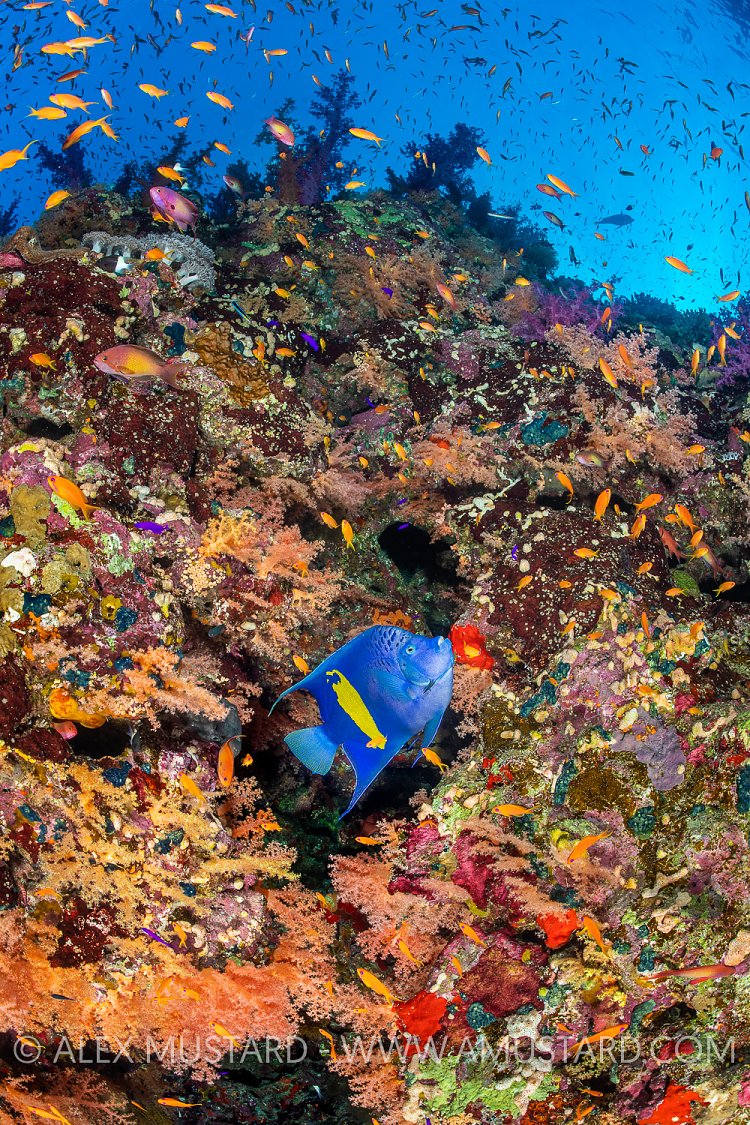 Angelfish On Reef, Egypt