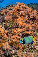 Angelfish On Reef, Egypt