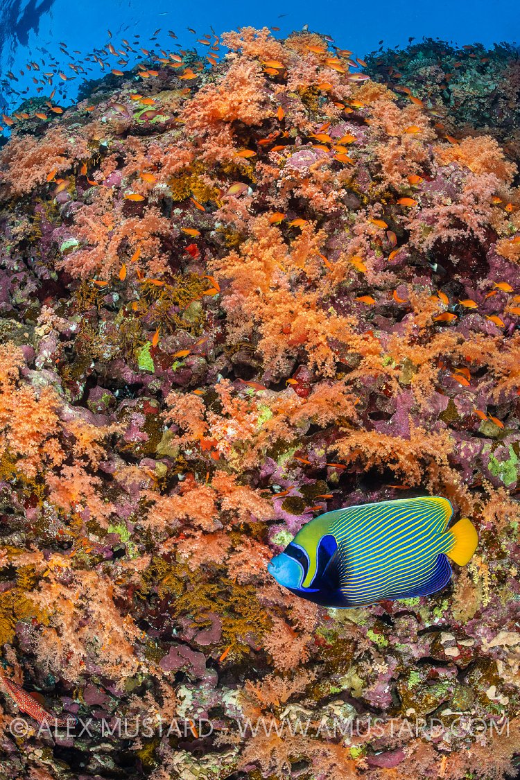 Angelfish On Reef, Egypt
