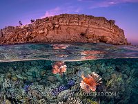Lionfish, Reef And Cliffs, Egypt