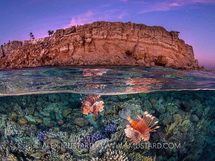 Lionfish, Reef And Cliffs, Egypt