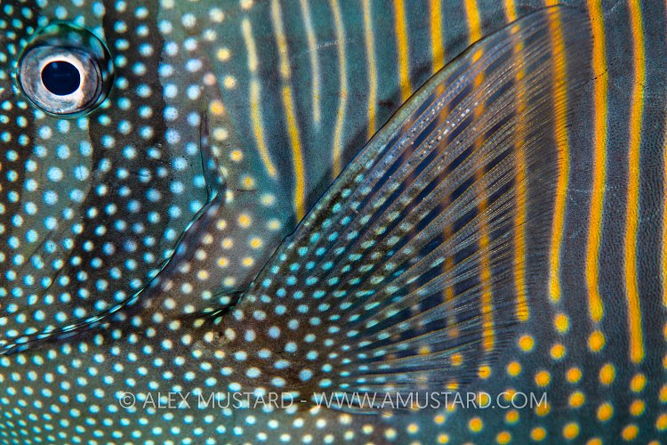 Sailfin Stripes And Spots, Egypt